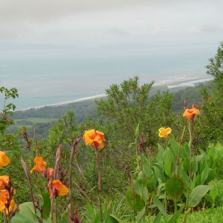 flori costa rica