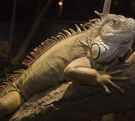 iguana