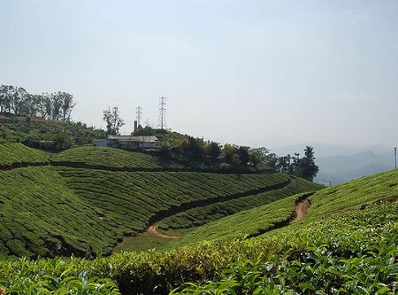 plantatie de ceai