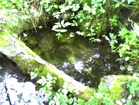 nature / Andrea Puf