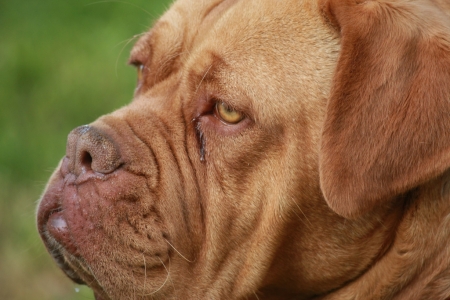 dog / Ghiata Anamaria