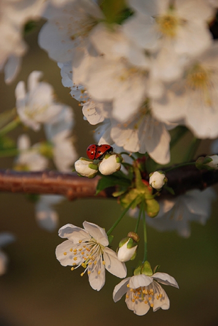 spring / Lucaci Gabriela