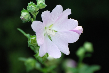 flower / Lucaci Gabriela