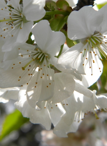 Apple flowers / Neagu Alexandra