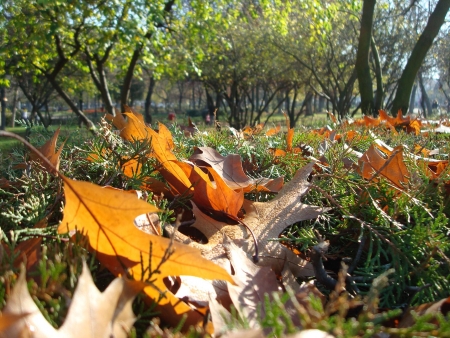 leafes / Raducanu Raluca