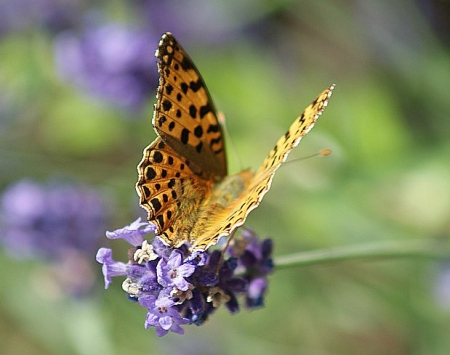 buterfly / Ghiata Anamaria