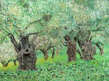 An old  olive forest / Lupu  Weintraub