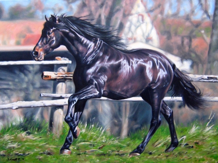 Black Beauty / SCHMIDT ROGER