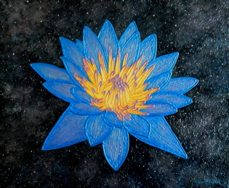 Lotus Galaxy  / Wheeler Liza