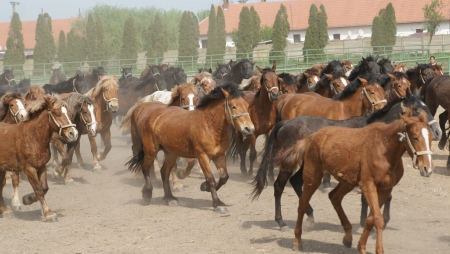 horses / Ghiata Anamaria
