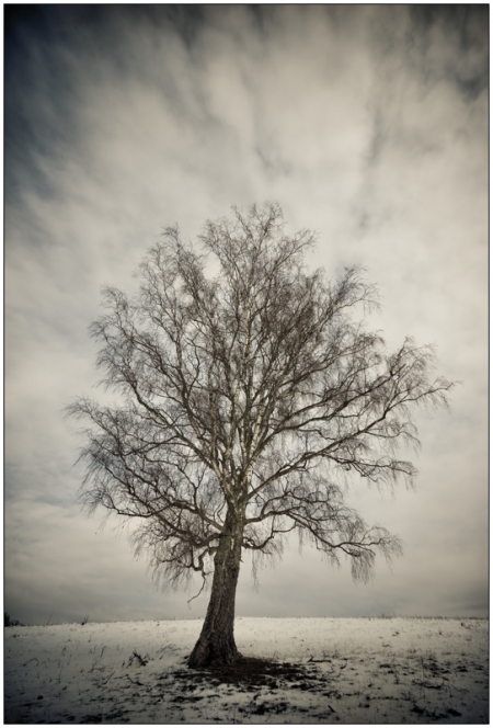 Tree / Gal Zsolt