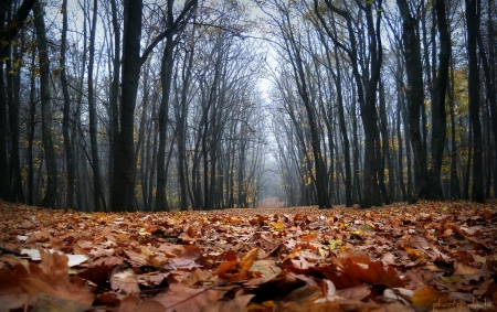 autumn / Danila Iulia