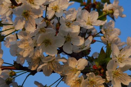 Cherry flowers / Lucaci Gabriela