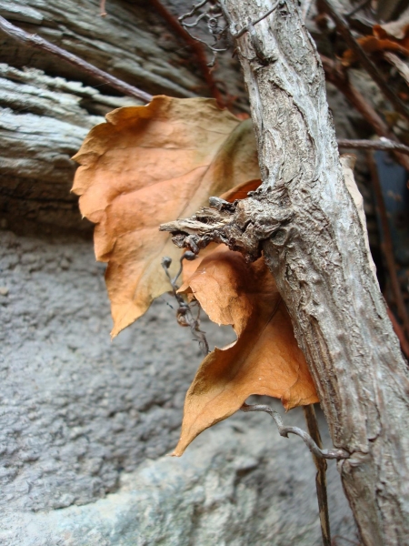 autumn / Raducanu Raluca