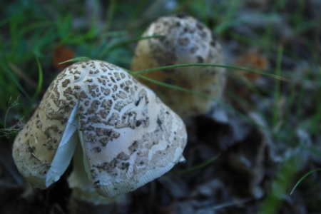 mushrooms / Zafiriadis Oana