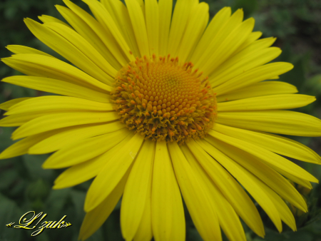 Yellow flower / Moldovan Andrada