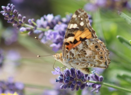 insecta / Ghiata Anamaria