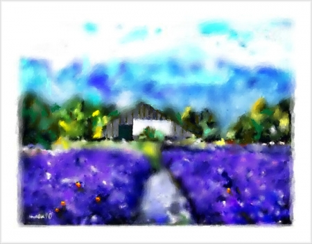 lavender field / Teaha Lacramioara
