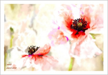 little poppies / Teaha Lacramioara