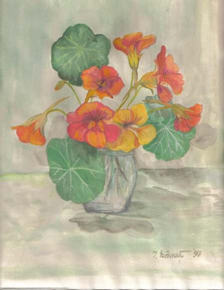 nasturtium / Barnut Irina