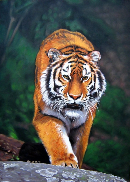 Siberian Tiger / SCHMIDT ROGER
