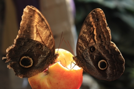 Butterfly / Zafiriadis Oana