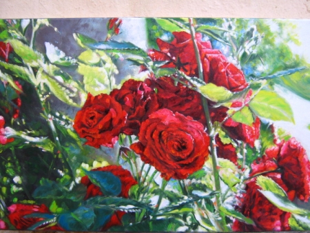 Rose bush in sunlight / SCHMIDT ROGER