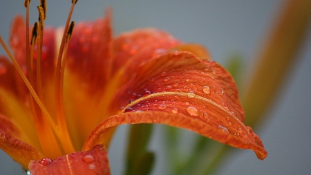 flower / Ghiata Anamaria