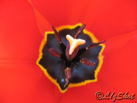 Tulip / Moldovan Andrada