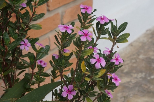 Flora Grecia, Phlox subulata