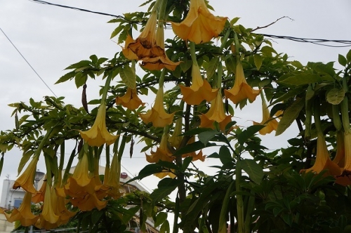 Flori, Flora Grecia - Brugmansia