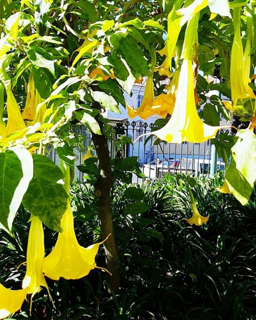 Flora Portugalia - Datura - Lisabona