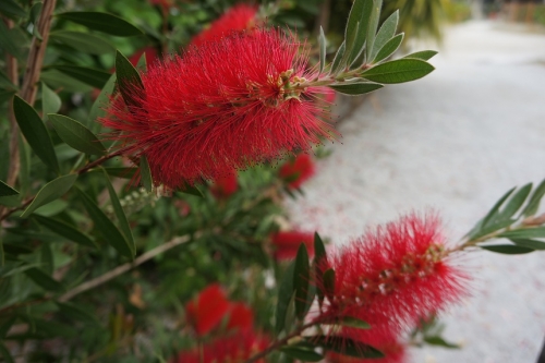 Flori ornamentale Grecia, Callistemon (perie de sticla)