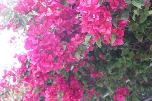 bougainvillea, Grecia