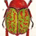 Portret insecte