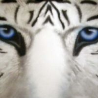 Maltese Tiger (blue tiger)