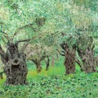 An old  olive forest
