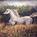 Horse in gallop