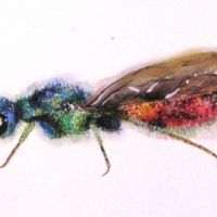 Bugs portraits