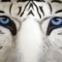 Maltese Tiger blue tiger 