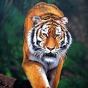 Tigrul Siberian