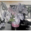 Still life with lilac flowers