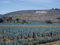 Tequila bautura traditionala a Mexicului