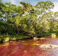 Cano Cristales the river of five colours