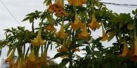 Flori, Flora Grecia - Brugmansia