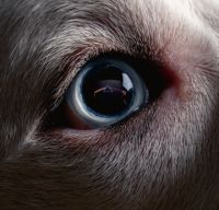 Roger Waters va lansa versiunea reinregistrata albumului Pink Floyd “The Dark Side of the Moon”