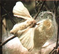 Istoria fascinanta a firului de matase