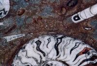 Statia de metrou Politehnica, pavata cu marmura plina de fosile