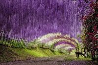 Kawachi Fuji Garden one of the most beautiful places on earth