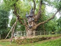 Lituania, tara cu unul dintre cei mai batrani stejari din lume